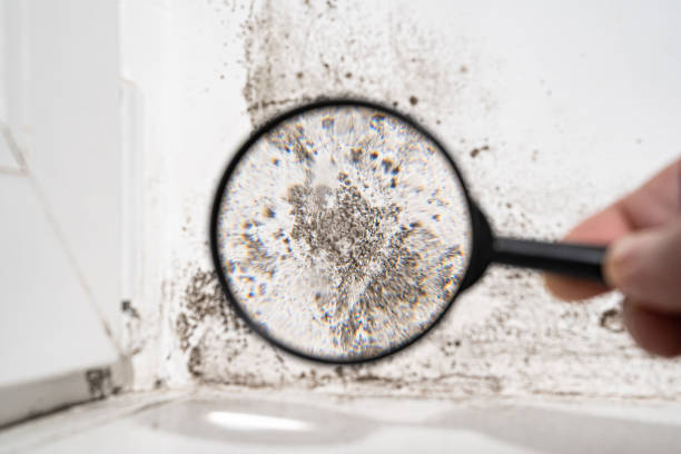 Why You Should Choose Our Mold Remediation Services in Ardmore, PA